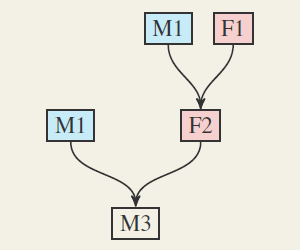 tableau de rencontre des gametes