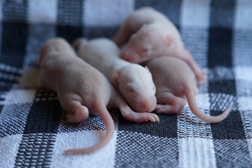 Portée DNA-NUA Rosalind Franklin x DEL Prince Caspian X J9.R.2